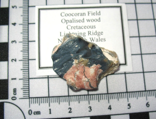 Cretaceous australian fossil - australian,