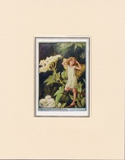 ELDER FLOWER FAIRY Original Vintage 1940's Cecily Mary Barker Print Mounted