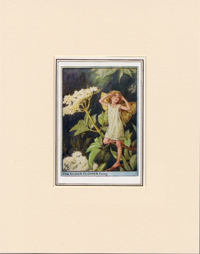Elder flower fairy - elder, original