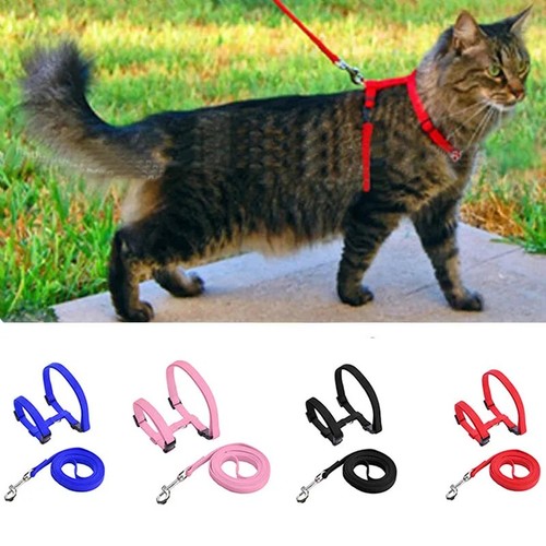 Cats ferrets pets adjustable - pets,