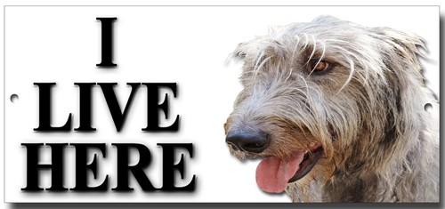 Irish wolfhound live - irish, wolfhound,i