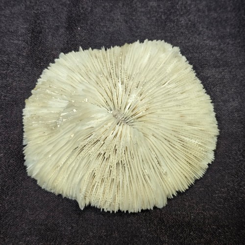 Natural white dried mushroom - white,