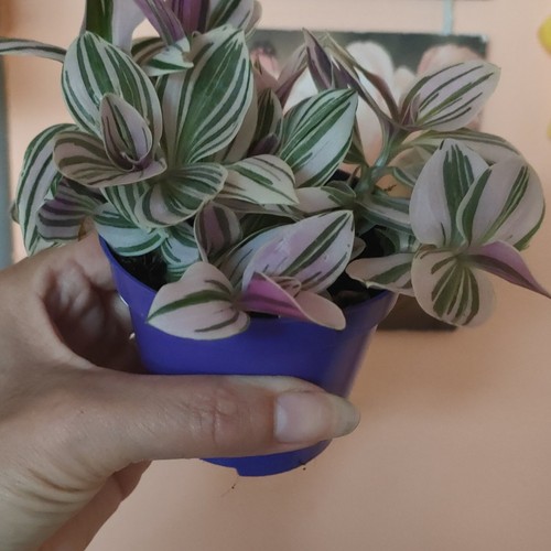 Tradescantia nanouk pink - tradescantia,