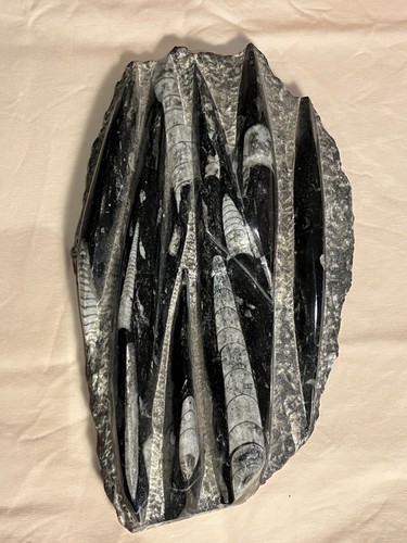 Orthoceras polished fossil - orthoceras,
