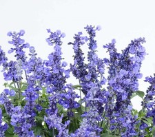 Pack x6 Salvia 'Sallyfun' Deep