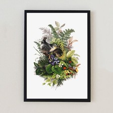 Vintage Birds Illustration