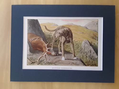 Scottish deerhound print - deerhound,