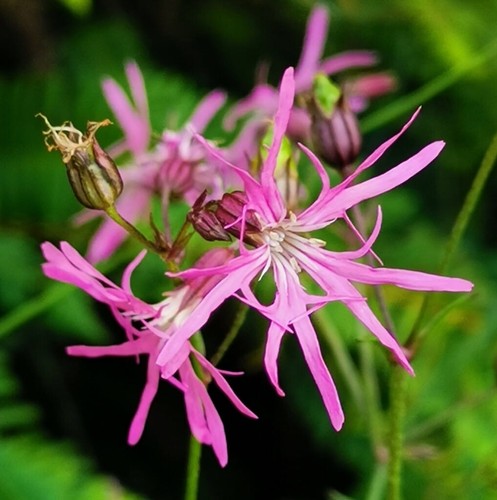 Ragged robin british native - robin,