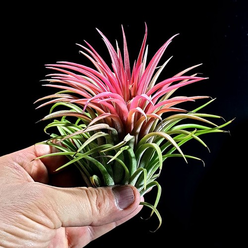 Tillandsia red ionantha - ionantha, air