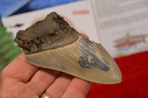Large genuine megalodon - ,