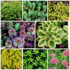 Hardy Sedum ROOTED PLUGS