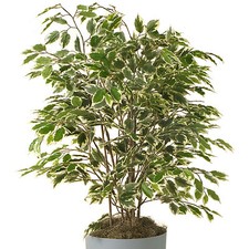 Ficus Golden King | 30-40cm