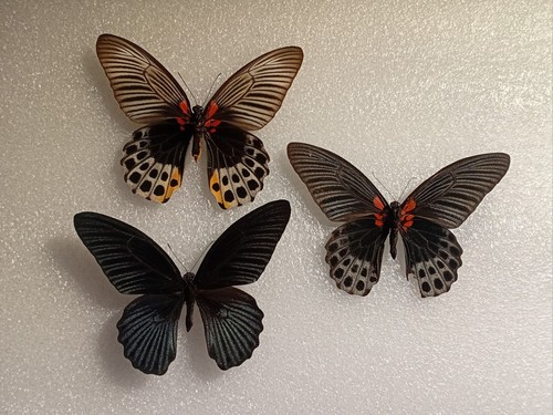 Papilio memnon butterfly set - papilio,