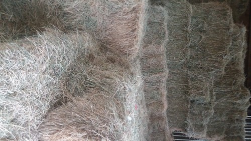 Small hay bales - small, bales-horse