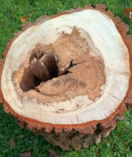 Log with natural hole