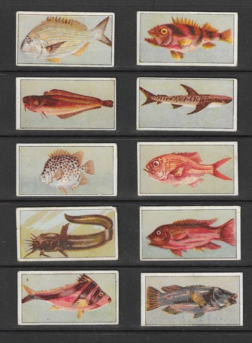Wills 1912 fish of - wills,