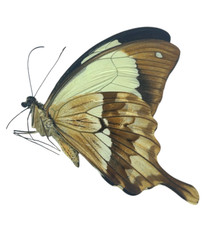 Papilio dardanus Papered