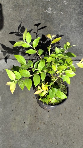Healthy organic blueberry - organic,