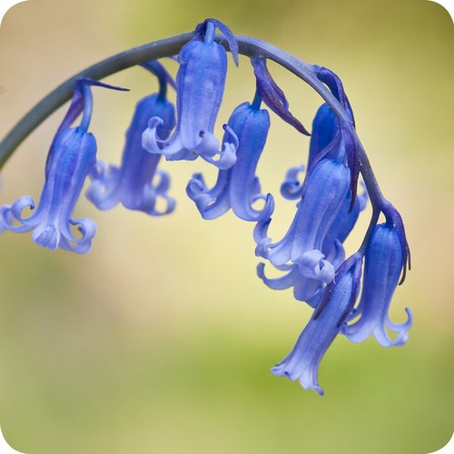 English bluebells - english,