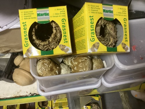 Hamster house mouse - house, gerbil
