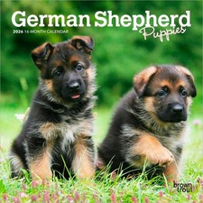 German Shepherd Puppies | 2026