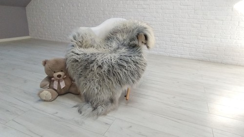 Giant icelandic curly - giant,