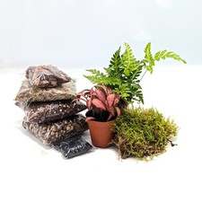 Diy small closed - small, terrarium