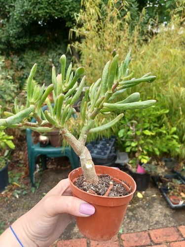 Jade plant crassula ovata - plant,