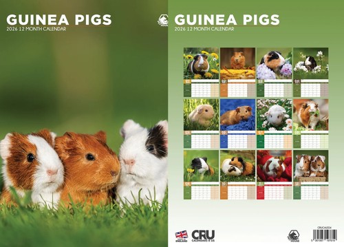 Guinea pigs 2026 calendar a3 - guinea,