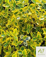 Euonymus fortunei Emerald N Gold - 3 , 5 or 7.5 Litre Pot - Potted Plant
