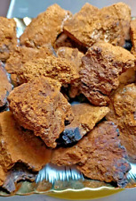 WILD Harvest 2024 Chaga chunks 900g (2 LB)