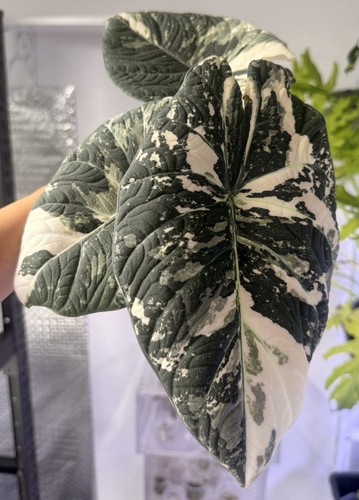 Alocasia maharani albo - maharani,