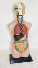 19" Inch Anatomical Human