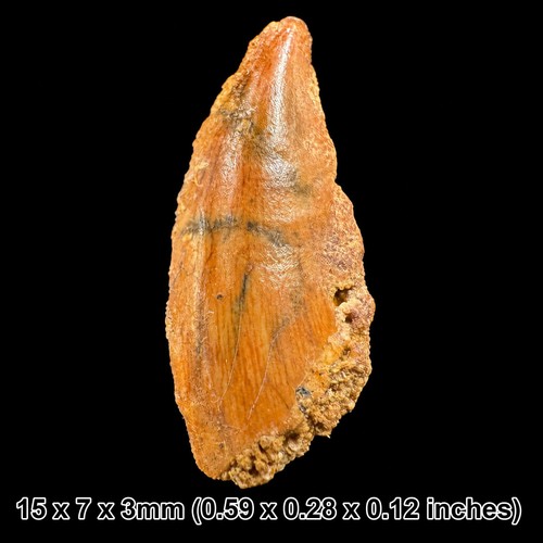 Genuine raptor dinosaur tooth - genuine,