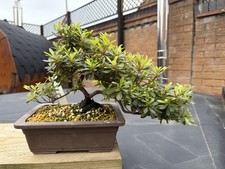 Satsuki Azalea Saotome Bonsai