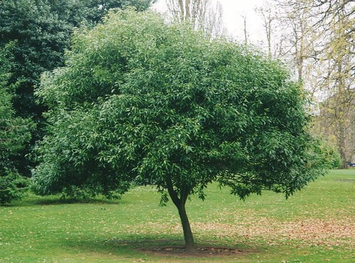 Quercus myrsinifolia - , /