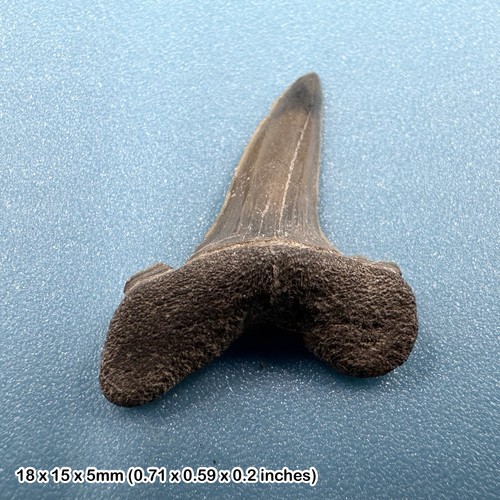 Stratiolamia beltinge herne - stratiolamia,