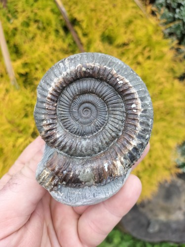 Amazing large dactylioceras - large,