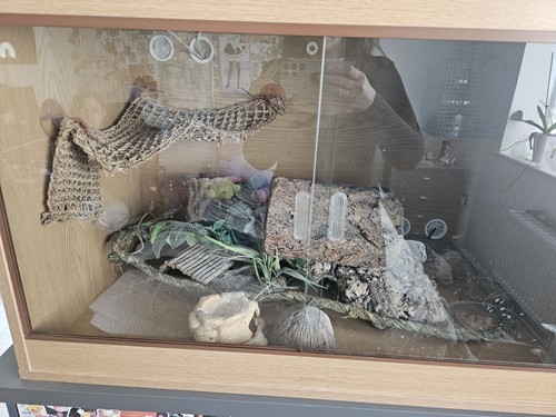 Complete leopard gecko - leopard,