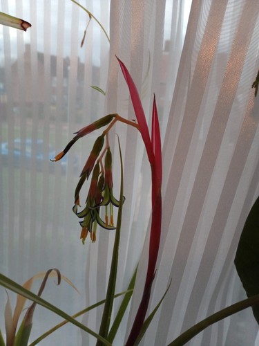 Billbergia nutans queens of - ,