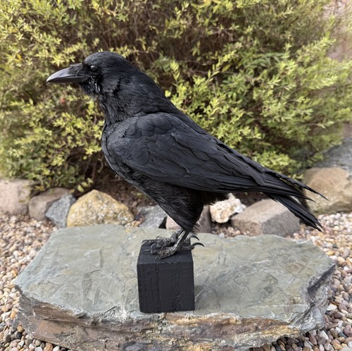Taxidermy crow not - crow,