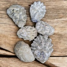 10 x Medium Natural Oyster