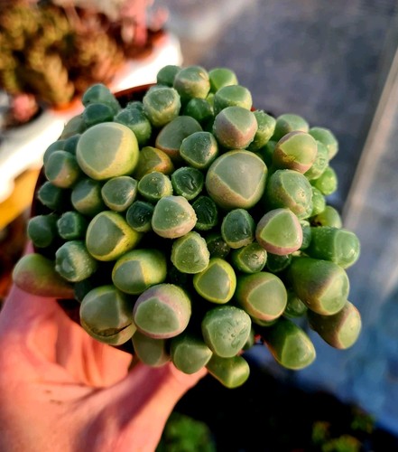 Fenestraria aurantica the - fenestraria, |