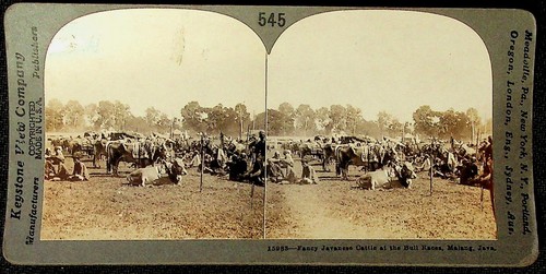 Javanese cattle bull races - javanese,