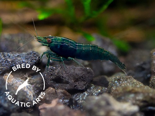 Bred aquatic arts - by,