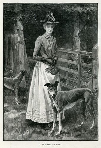 Greyhound dog antique - greyhound,