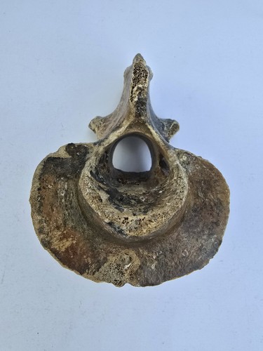 Fossil ice age bison - ice,