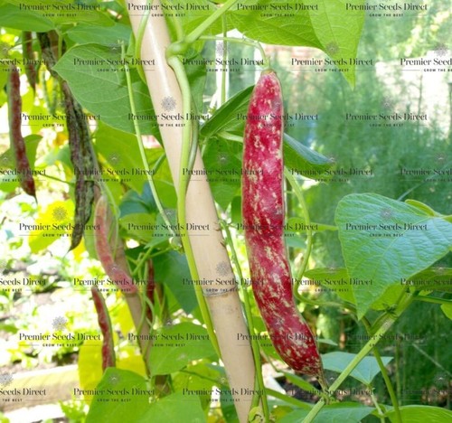 Organic climbing borlotto bean - climbing,