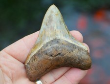 REAL MEGALODON SHARK TOOTH, NATURAL NO REPAIRS, BIGGEST UK STOCK OF INDO MEGS!