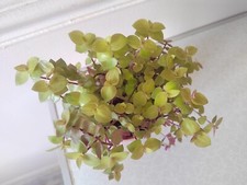 Rare Callisia Repens 'Gold Form' / Turtle Vine - 2, 3 or 5 beautiful Cuttings